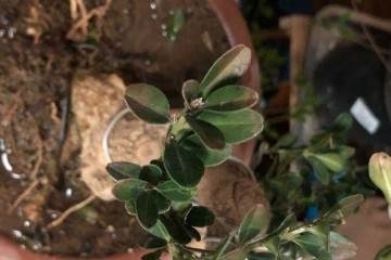 黄杨盆景搬进卧室后 叶子开始黑尖干枯了