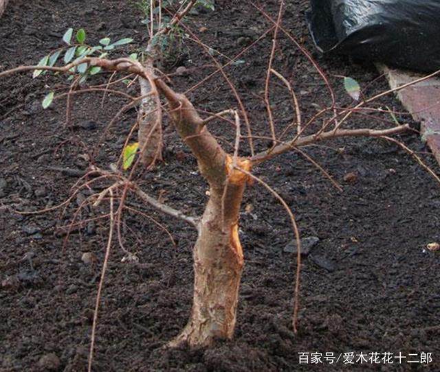 图解 小叶榆树盆景的10年养成全记录 8幅