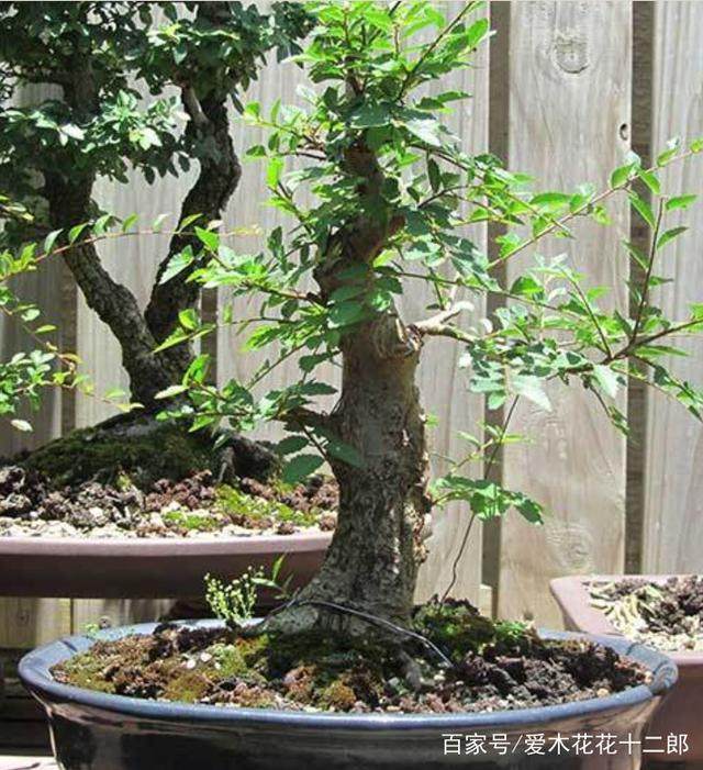 图解 小叶榆树盆景的10年养成全记录 8幅