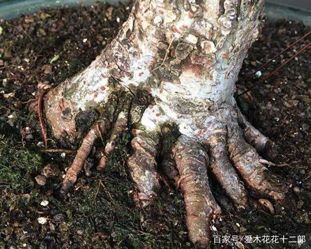 图解 小叶榆树盆景的10年养成全记录 8幅