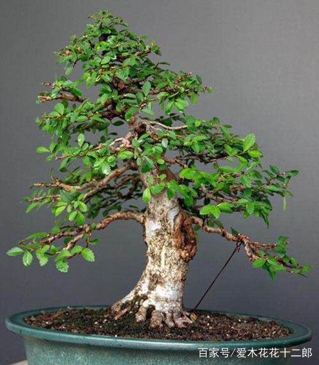 图解 小叶榆树盆景的10年养成全记录 8幅
