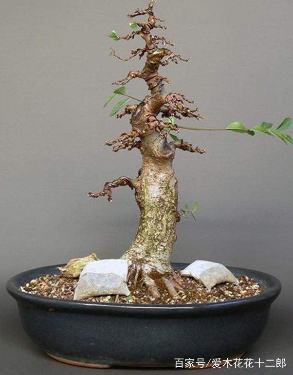 图解 小叶榆树盆景的10年养成全记录 8幅