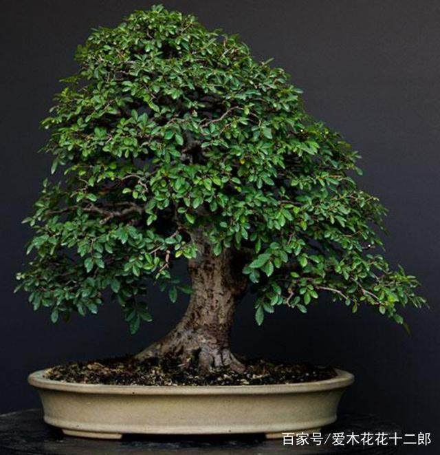 图解 小叶榆树盆景的10年养成全记录 8幅