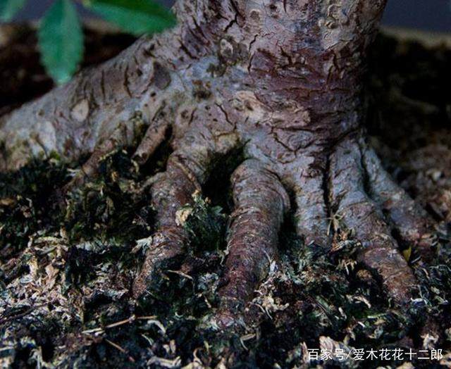 图解 小叶榆树盆景的10年养成全记录 8幅