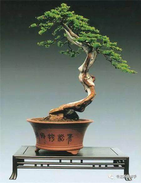 雀梅盆景有的叶子干枯了怎么回事 如何救治?