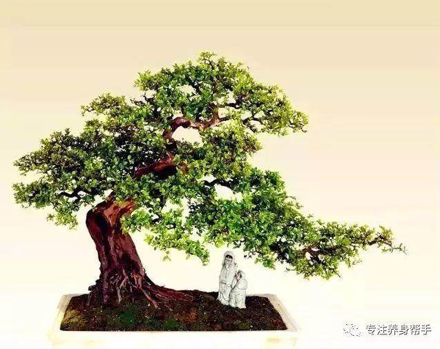 雀梅盆景有的叶子干枯了怎么回事 如何救治?