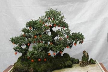 金弹子盆景挂果后 养护要注意什么