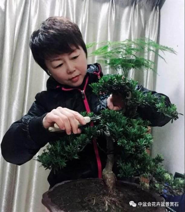 杭州市风景盆景艺术分会副秘书长 -- 冯学英