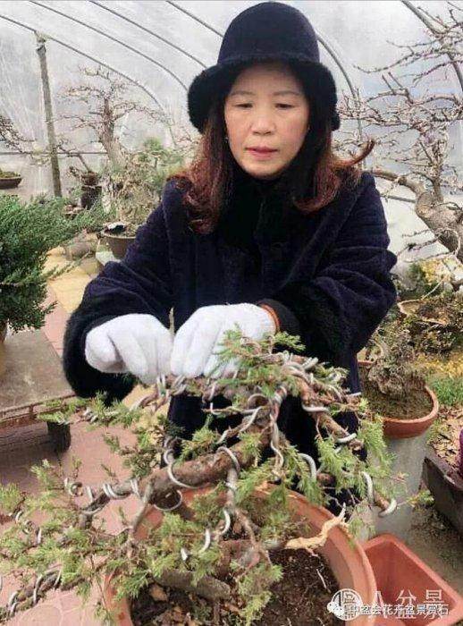 郯城尚青园盆景园主 -- 金艳