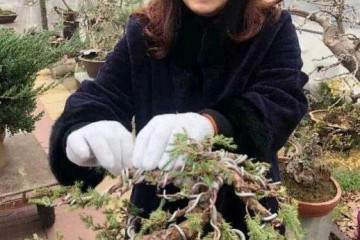 郯城尚青园盆景园主  金艳