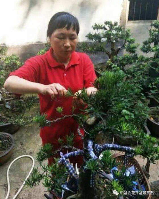 徽派盆景技艺代表传承人 洪惠娟
