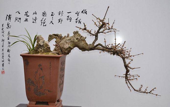 腊梅养成盆景后 该怎么修剪造型?