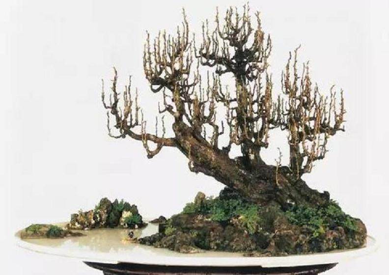 雨林式盆景怎么制作的4个方法