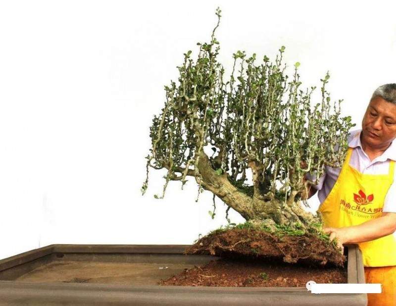 雨林式盆景怎么制作的4个方法