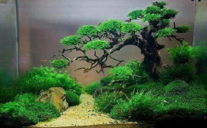 雨林式盆景的制作难度