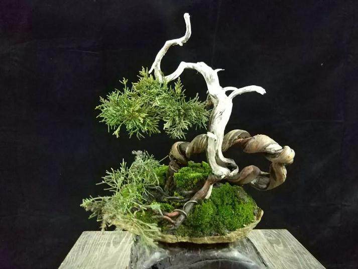 真柏盆景的制作流程和步骤