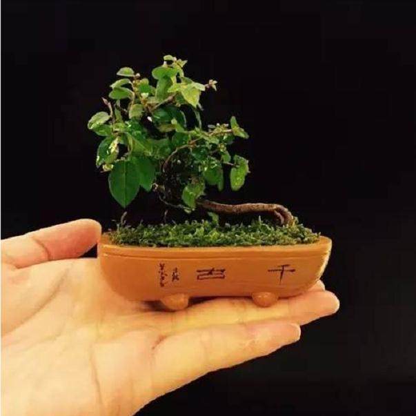 如何配置好盆景的土壤？