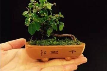 如何配置好盆景的土壤的3个方法