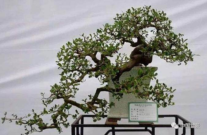 一年四季不同季节的盆景施肥要点