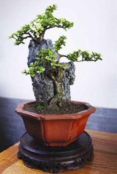 盆景养不好？水肥没管好 一篇文章让你清楚