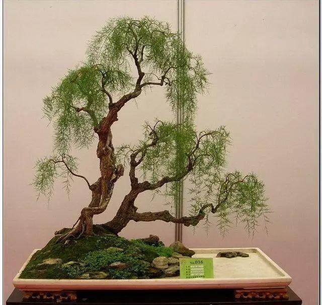 柽柳盆景冬天可放在室外越冬 换盆每年进行一次