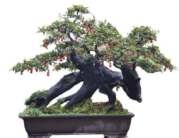 金弹子盆景还是不停落叶  原来是它在作怪？