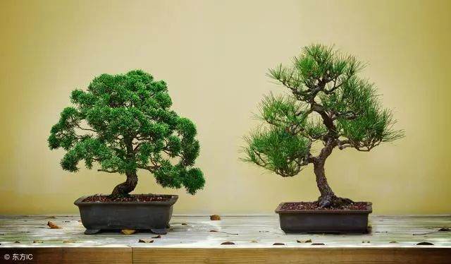 黑松盆景成舍利干 既不美观也不持久