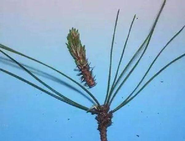 怎么给黑松盆景逼芽和制作短针