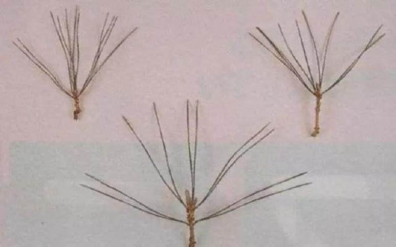 怎么给黑松盆景逼芽和制作短针