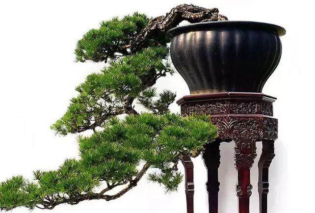 40多年的悬崖盆景 有钱也难买到这么好的桩