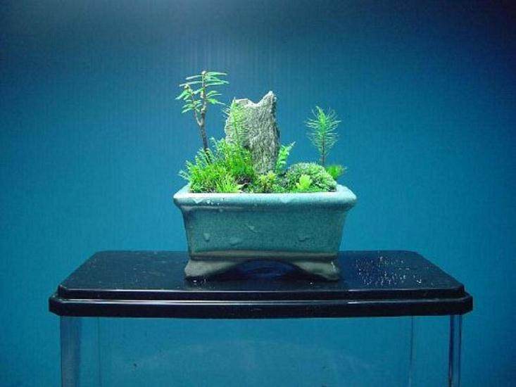 山水盆景使用的青苔 最好是能用葫芦鲜