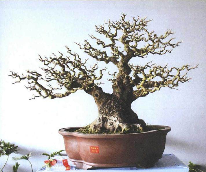 2018年第十二届南宁国际盆景博览会即将开幕