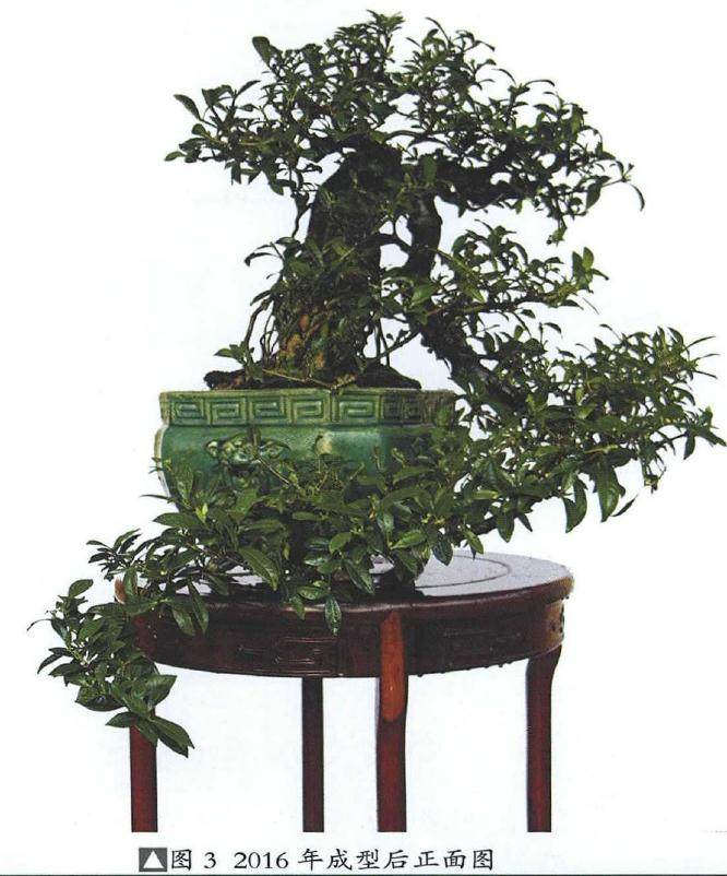 提根式水横枝盆景的制作历程