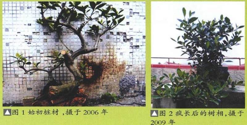 提根式水横枝盆景的制作历程