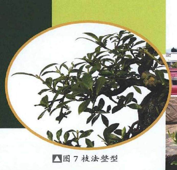 提根式水横枝盆景的制作历程