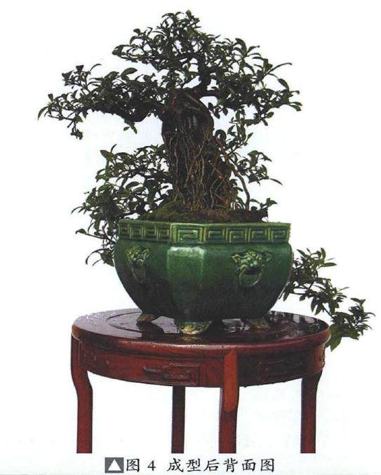 提根式水横枝盆景的制作历程