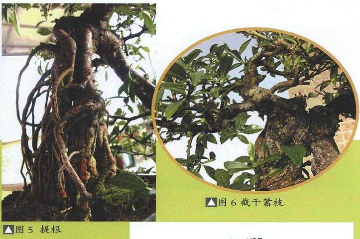 图解 提根式水横枝盆景的制作历程 15幅