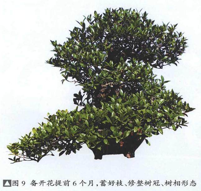 图解 提根式水横枝盆景的制作历程 15幅