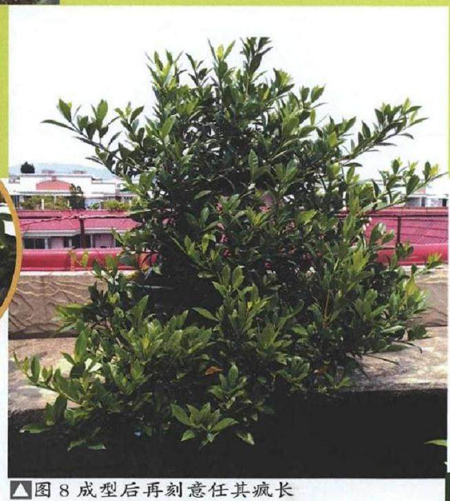 图解 提根式水横枝盆景的制作历程 15幅