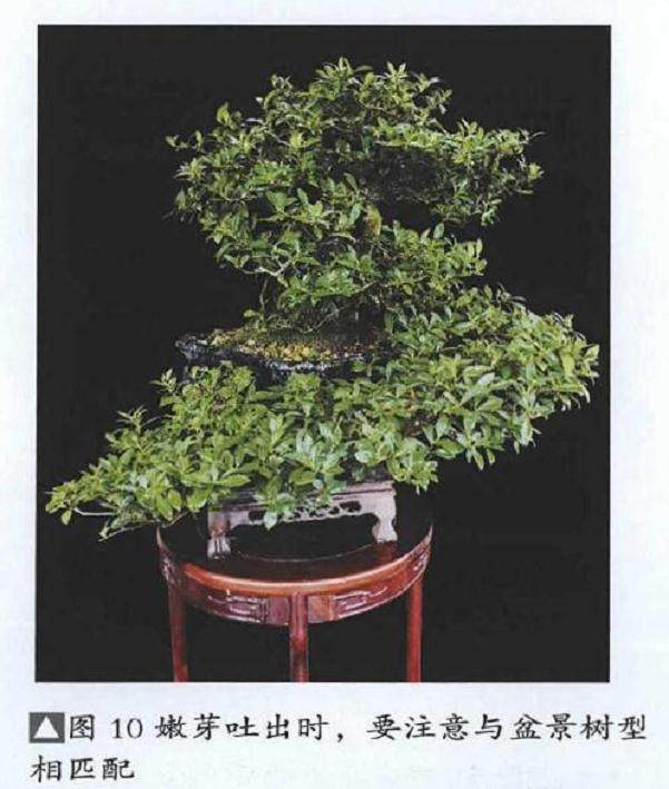 图解 提根式水横枝盆景的制作历程 15幅