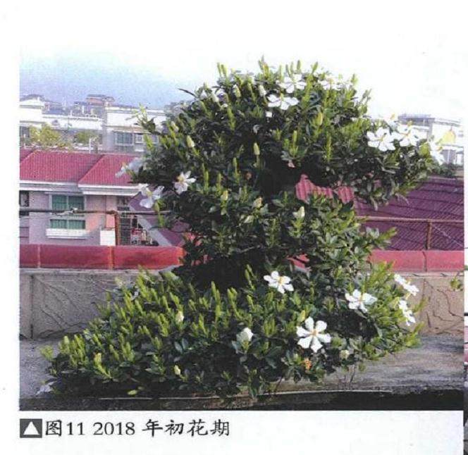 图解 提根式水横枝盆景的制作历程 15幅