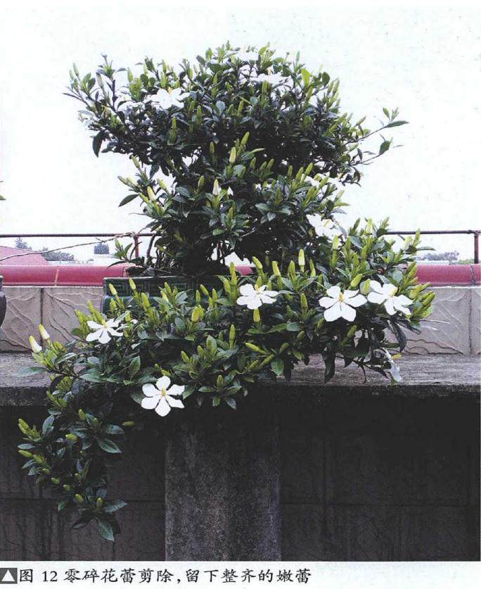 图解 提根式水横枝盆景的制作历程 15幅