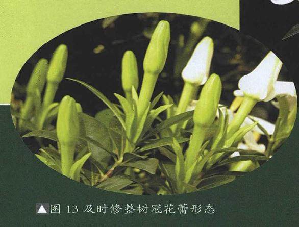 图解 提根式水横枝盆景的制作历程 15幅