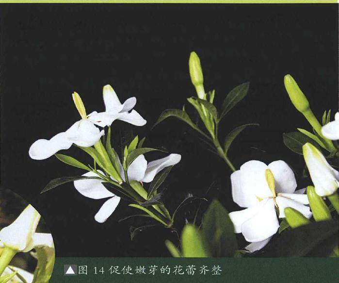 图解 提根式水横枝盆景的制作历程 15幅