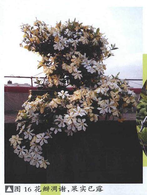 图解 提根式水横枝盆景的制作历程 15幅