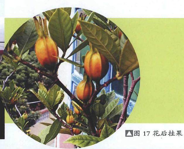 图解 提根式水横枝盆景的制作历程 15幅