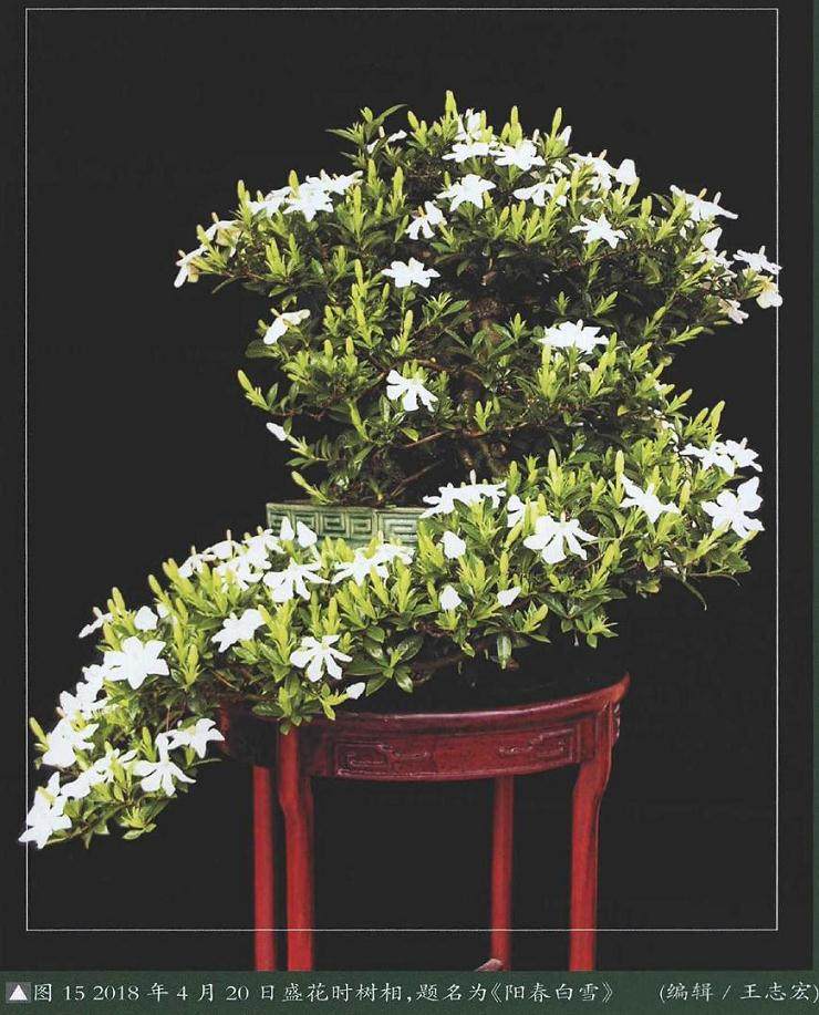 图解 提根式水横枝盆景的制作历程 15幅