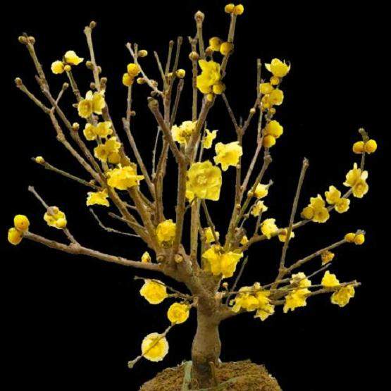 蜡梅盆景的修剪、蟠扎、造型