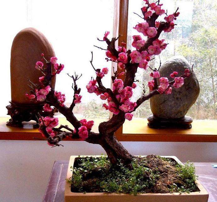 蜡梅盆景的修剪、蟠扎、造型