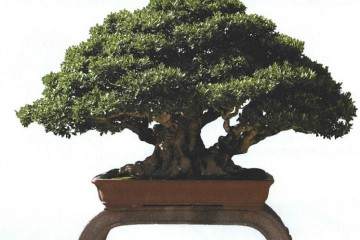 海岛气候成就着金门榕树盆景的风骨